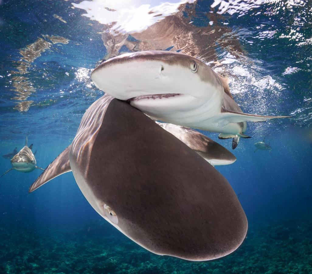 קולוניה Manta Ray Bay Resort מראה חיצוני תמונה